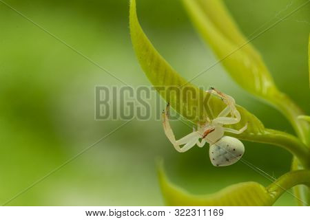 Common White Crab Thomisus Callidus Spider On A Green Leaf Guarding