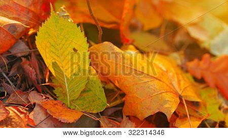 Yellow, Orange And Red October Autumn Leaves On Ground In Beautiful Fall Park. Fallen Golden Autumn 
