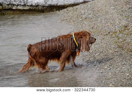 Wet Dog Comes Out Of The Water. Brown Dog On The Shore.