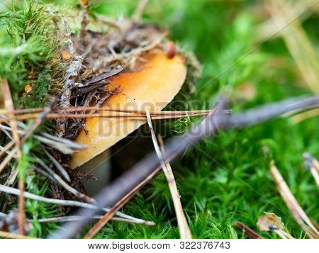 Autumn Background. Fall Forest Season Mushroom. Cap Of Inedible Mushroom In Green Moss, Extreme Macr