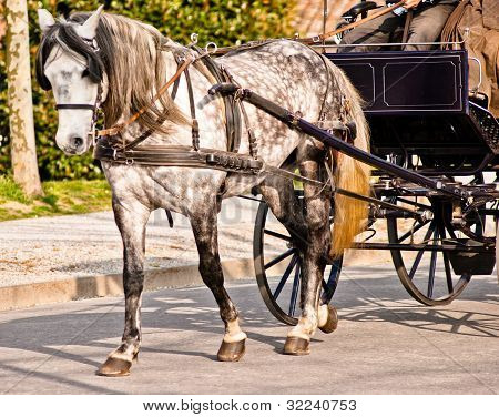 Horse Drawn Carriage