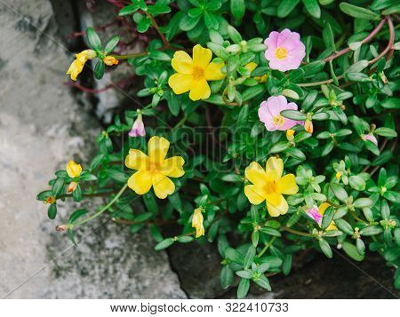 Purslane, Common Purslane, Common Garden Purslane, Pigweed Purslane, Have Medicinal Properties, Smal