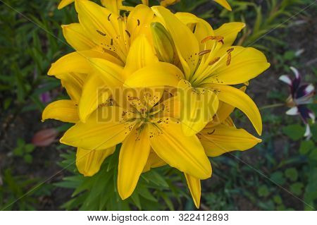 Bouquet Of Yellow Lilies On A Dark Green Background
