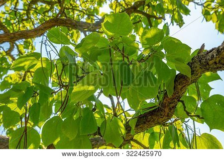 Nothern Catalpa Or Catalpa Speciosa Seeds Ripening On A Treee Branch.