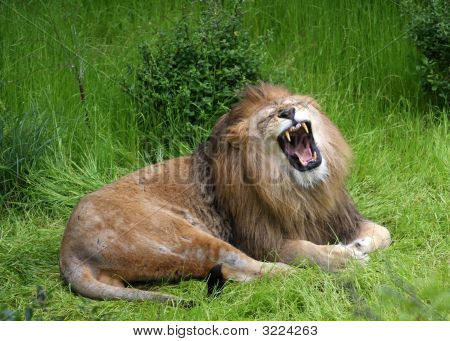 Lionsroar