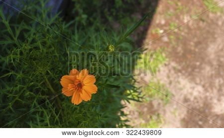Yellow Sun Flower