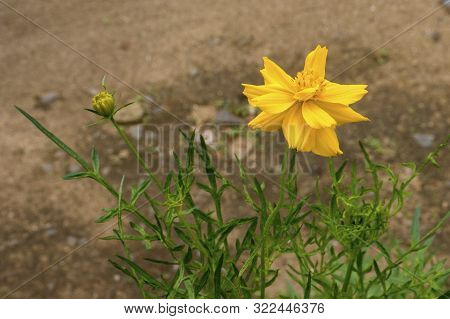 Yellow Sun Flower For Background Poster Designing