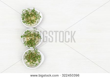 Arugula Growing In Small Round Bowl, Modern Healthy Salad. Micro Greens For Eating Right And Vegetar