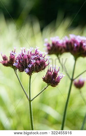 Flower Head Of Verbena Bonariensis, The Argentinian Or Purpletop Vervain, With Small Pastel Colored 