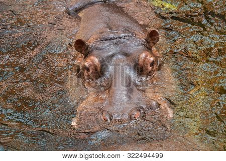 Hippo In Water. Common Hippopotamus (hippopotamus Amphibius)