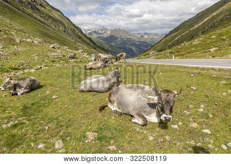Grazing Cows In The Mountains, Passo Rombo - Timmelsjoch, Italian-austrian Border