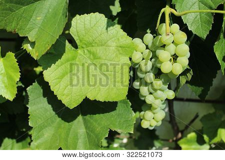 The Picture Shows Grapes In The Garden In The Summer.