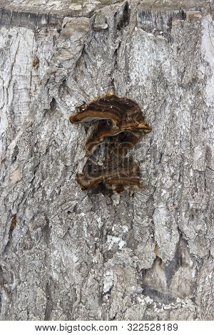 A Black Chaga Mushroom On A Birch Tree. Inonotus Obliquus Commonly Known As Chaga Mushroom