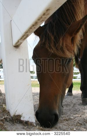 Horse Feeding By Fence