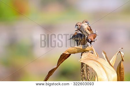 The Scaly-breasted Munia Or Spotted Munia (lonchura Punctulata).  A Small Bird Colony On A Tree Trun