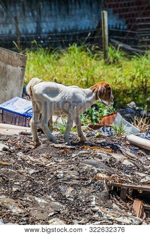 Joao Pessoa, Brazil - October 13, 2016: Goat At A Pile Of Rubbish In Joao Pessoa, Brazil