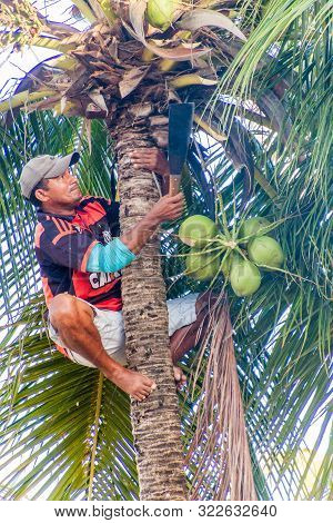 Joao Pessoa, Brazil - October 13, 2016: Local Man Is Harvesting Coconuts In Joao Pessoa.