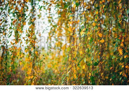 Autumn Leaves Of Birch Tree Close-up. Fall Natural Background Of Yellow Orange Green Foliage. Scenic