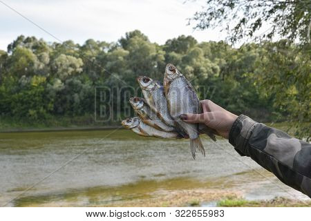 Dried Salted Fish In The Hands Of A Woman. Dried, Dried Fish, Taranka Or Roach. Girl Holds Fish In A