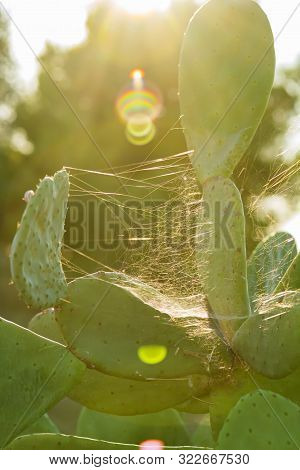 Close-up Of Opuntia Cactus Species With Spider Web. Beautiful Sunset Landscape Of The South Of Italy