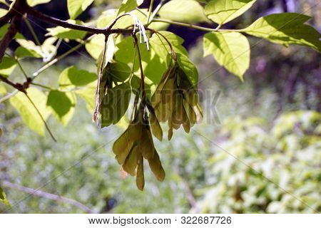 Paired Samaras Appear On Boxelder Trees (acer Negundo) In Harbor Springs, Michigan, During June.