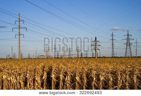 A Large Number Of Electric Poles With High-voltage Wires In The Middle Of A Field With Dry Corn Plan