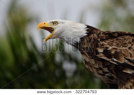 Bald Eagle (haliaeetus Leucophalus)