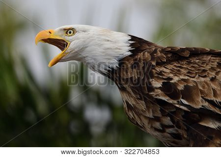 Bald Eagle (haliaeetus Leucocephalus)