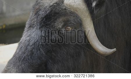 Taro Buffalo Eat Fresh Green Tree Branches
