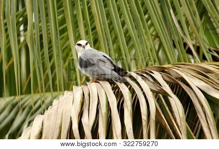 Black Shouldered Kite, Elanus Axillaris, Hoskote At Bangalore In Karnataka, India