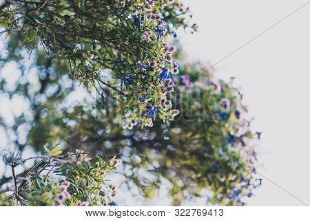 Ceanothus Tree With Blue Purple Flowers In Bloom Shot At Shallow Depth Of Field