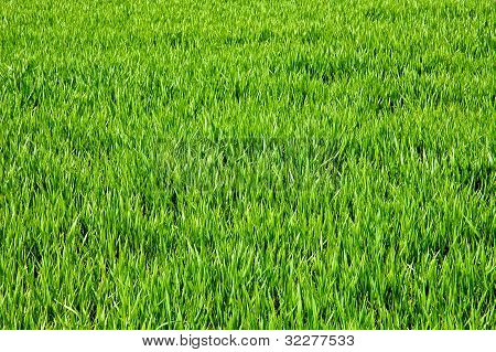 Erba verde