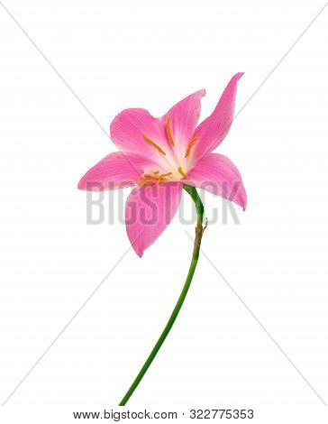 Beautifulpink Flower Isolated On A White Background