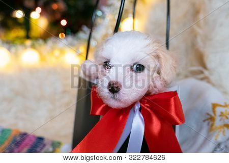 Chinese Crested Powderpuff Dog In A Christmas Gift Bag Or Box