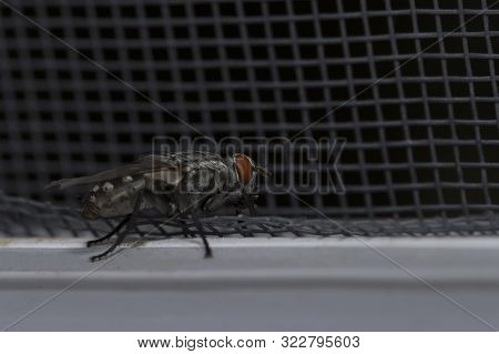 Fly Close Up, Insect Macro. Insect Screen Background. The Flies Are Insect Carriers Of Cholera. Livi