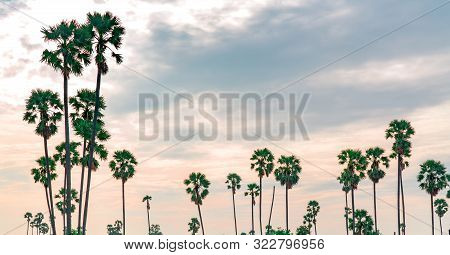 Sugar Palm Tree In Thailand With Beautiful Sunset Sky. Beautiful Pattern Of Sugar Parm Tree In Summe