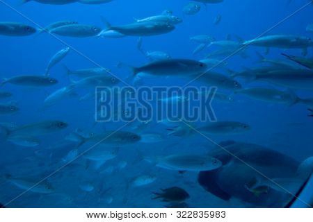 Beautiful Quiet Calm Undersea World With Fish Living In The Atlantic Ocean