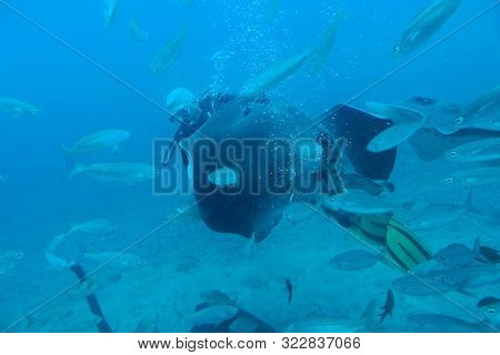 Beautiful Quiet Calm Undersea World With Fish Living In The Atlantic Ocean