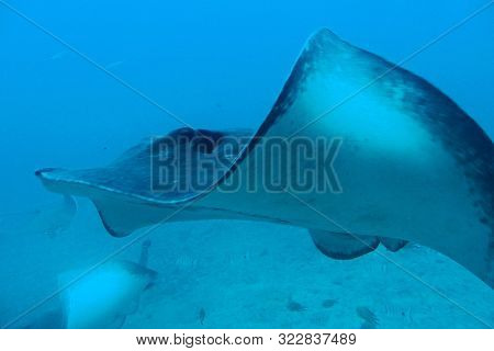 Beautiful Quiet Calm Undersea World With Fish Living In The Atlantic Ocean