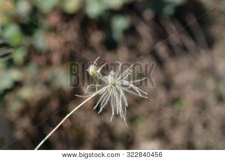 Ache Plume Seed Head - Latin Name - Fallugia Paradoxa