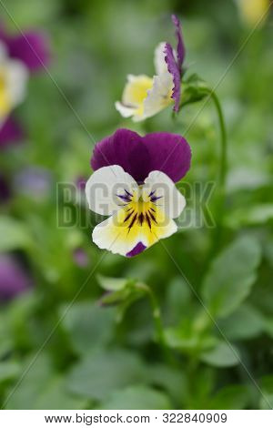 Mini Winter Pancy Ice Babies - Latin Name - Viola X Cornuta Ice Babies