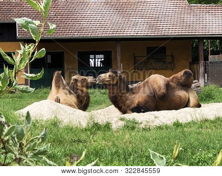 The Bactrian Camel (camelus Bactrianus), Das Trampeltier, Zweihockriges Oder Baktrisches Kamel Or Dv