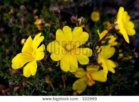 Blomster - Hibbertia