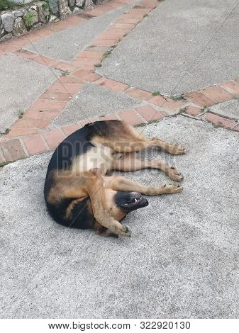 Sleeping German Shepherd Dog, Hiding Behind Paws