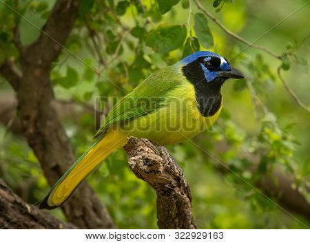 A Brightly Colored Green Jay Perches On A Branch As It Approaches A South Texas Bird Feeding Station