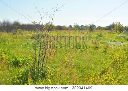 Rural Landscape At Sunny Summer Day In Belarusian Polesie.