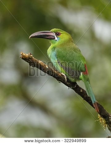 Chestnut-rumped Toucanet (aulacorhynchus Haematopygus) Perched In A Tropical Forest - Ecuador