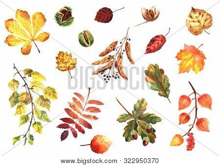 Watercolor Hand-painted Autumn Set Of Leaves And Nuts Isolated On A White Background