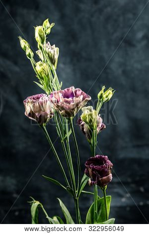 Flower On A Black Background. Rosanne Black Pearl.