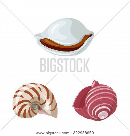 Isolated Object Of Seashell And Mollusk Icon. Collection Of Seashell And Seafood Vector Icon For Sto